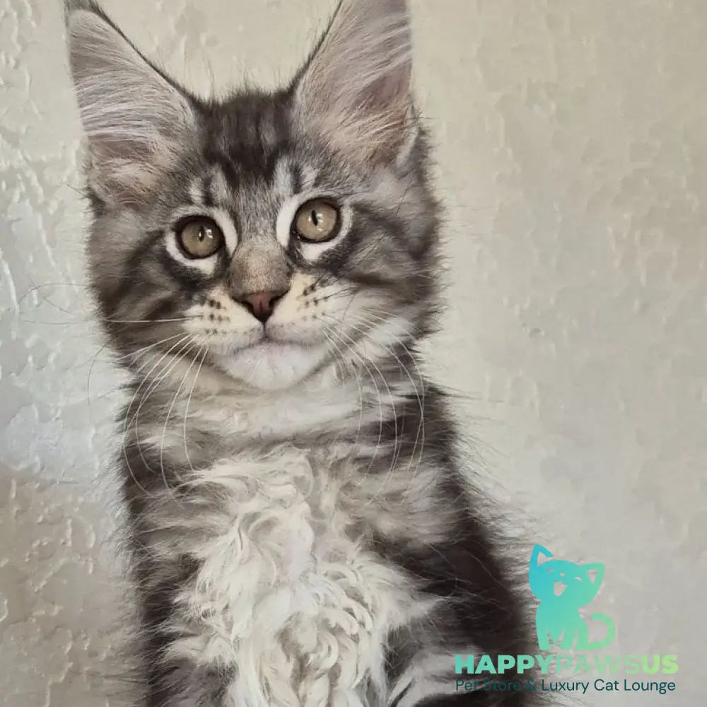 Karate Maine Coon male black silver tabby - live animals