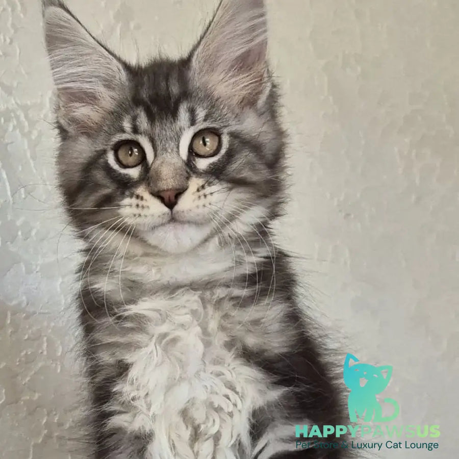 Karate Maine Coon male black silver tabby - live animals