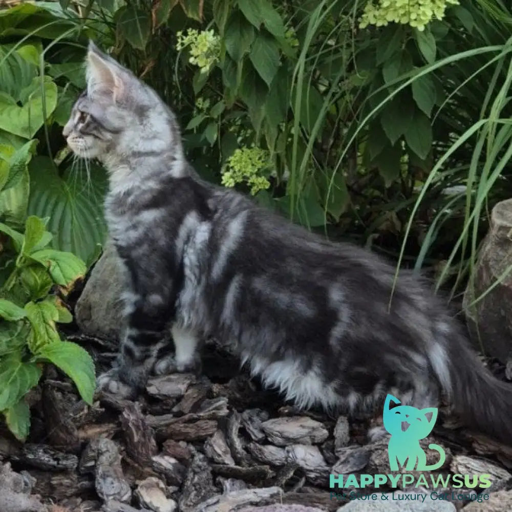 Karate Maine Coon male black silver tabby - live animals