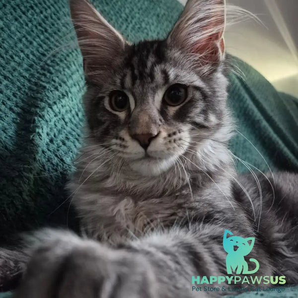 Karate Maine Coon male black silver tabby - live animals