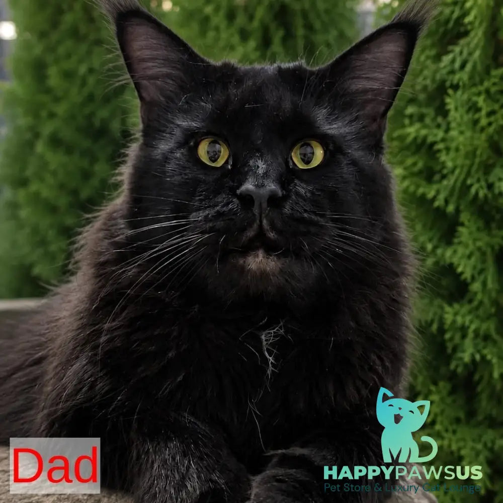 Karate Maine Coon male black silver tabby - live animals