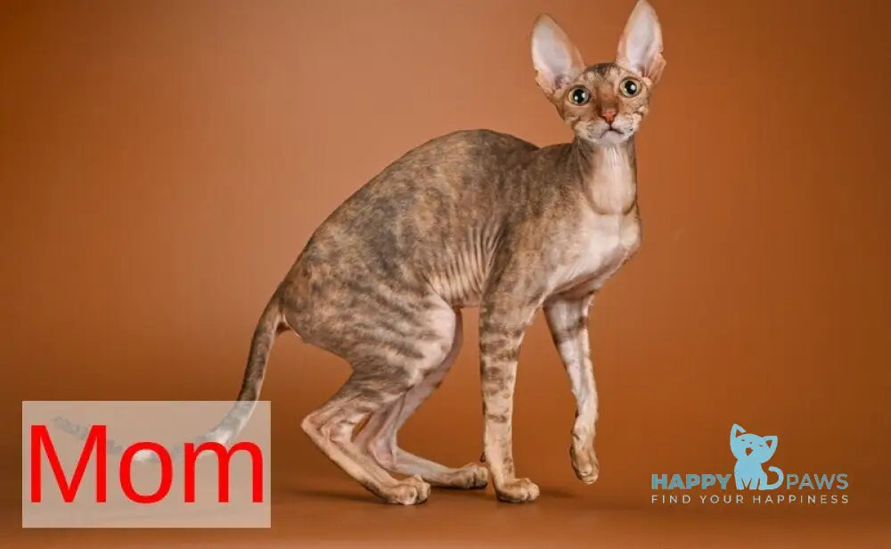 Karatt Cornish Rex male red tabby live animals