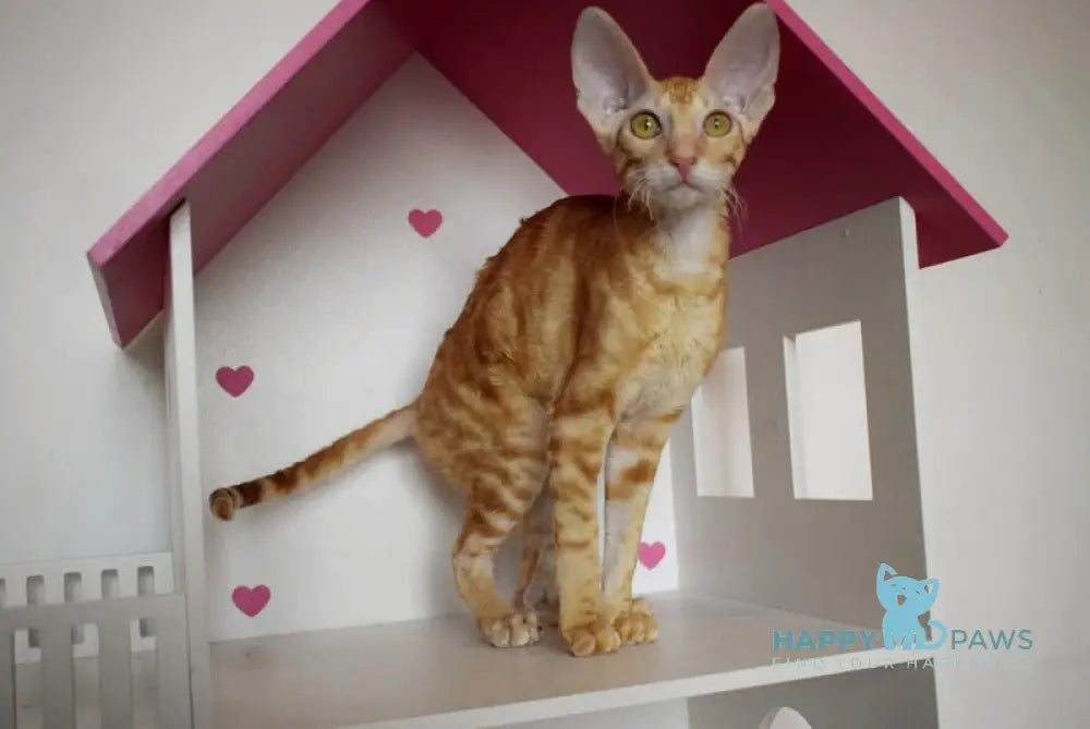 Karatt Cornish Rex male red tabby live animals