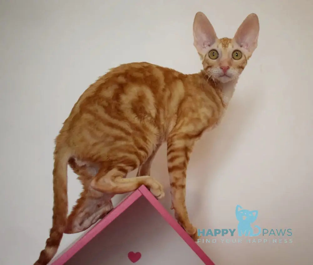 Karatt Cornish Rex male red tabby live animals