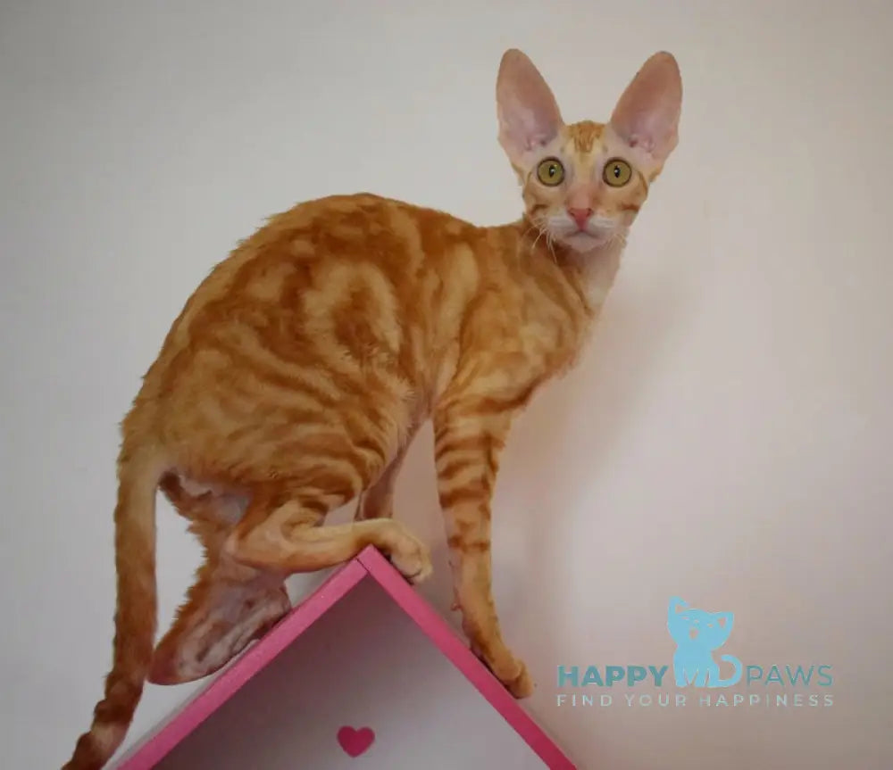 Karatt Cornish Rex male red tabby live animals