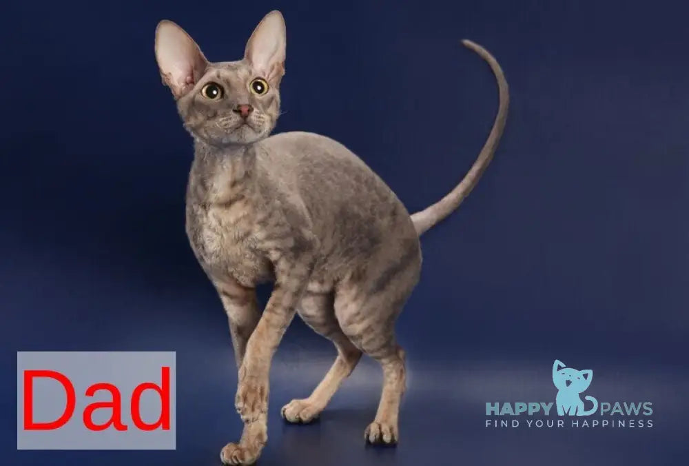 Karatt Cornish Rex male red tabby live animals