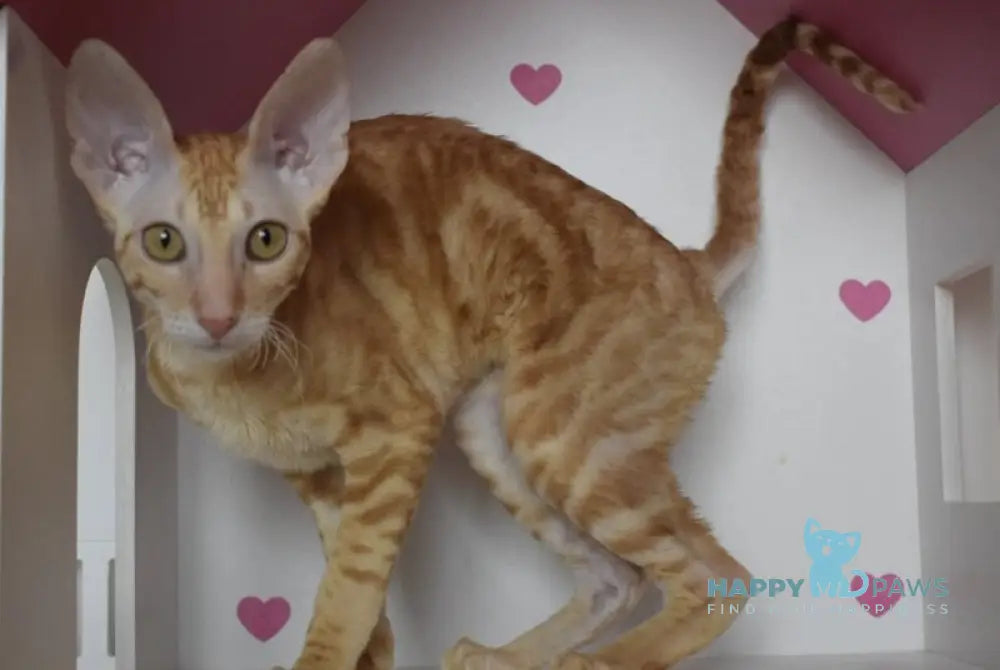 Karatt Cornish Rex male red tabby live animals