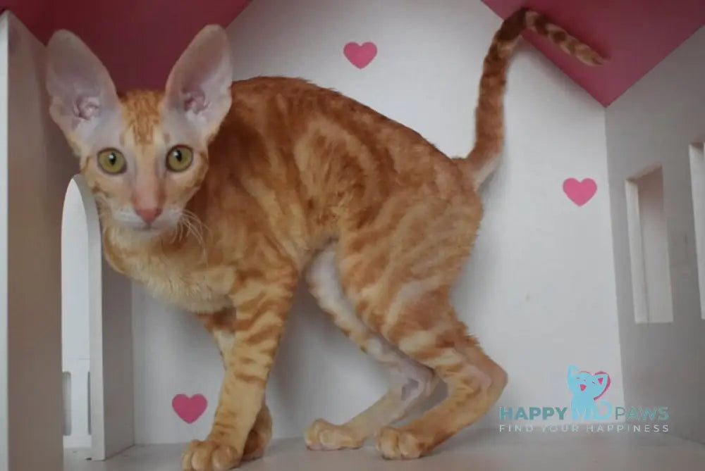 Karatt Cornish Rex male red tabby live animals