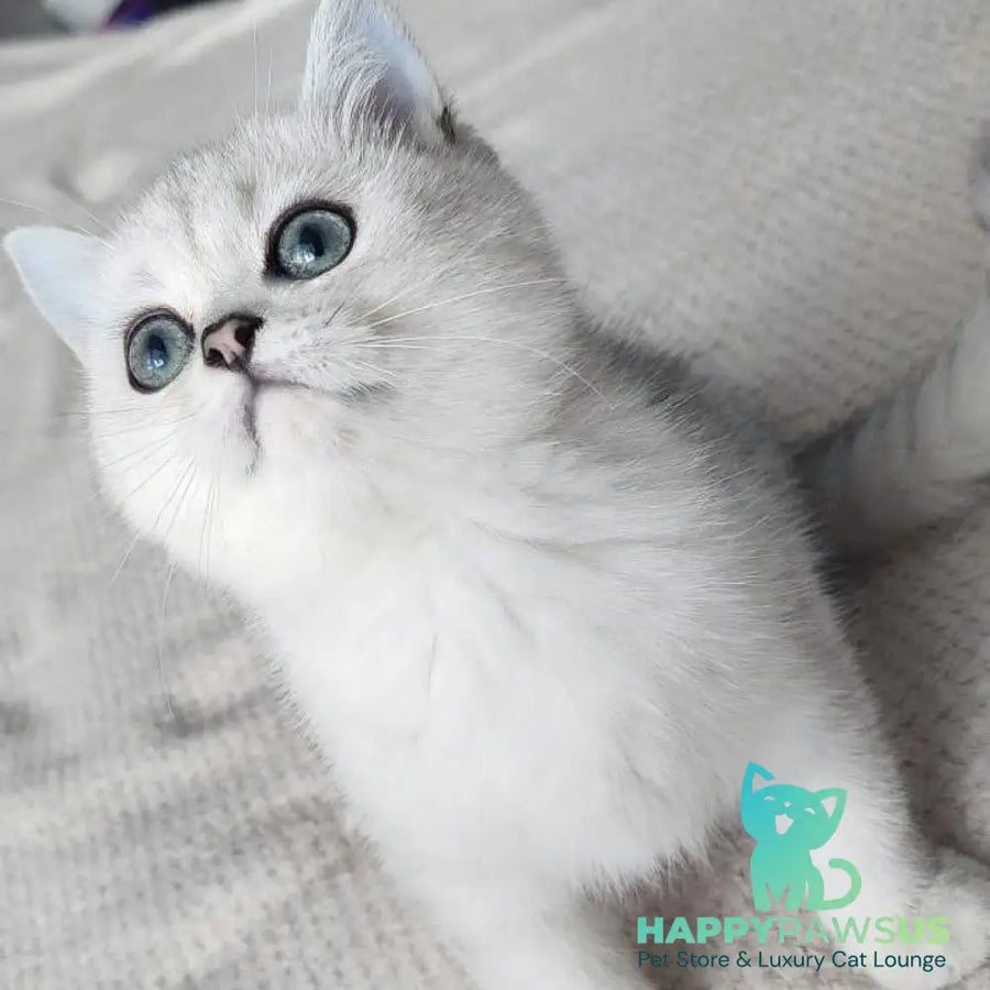 Kardinal British Shorthair male black silver shaded - live animals