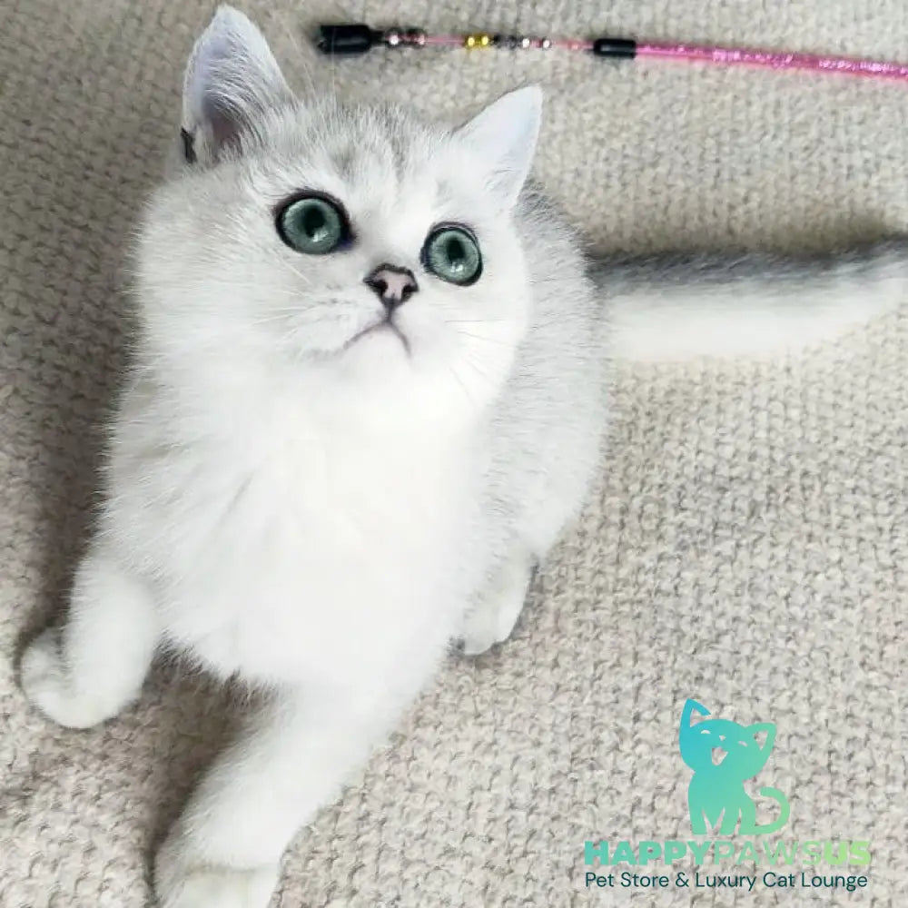Kardinal British Shorthair male black silver shaded - live animals