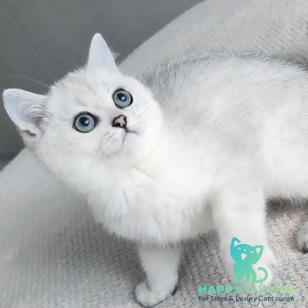Kardinal British Shorthair male black silver shaded - live animals
