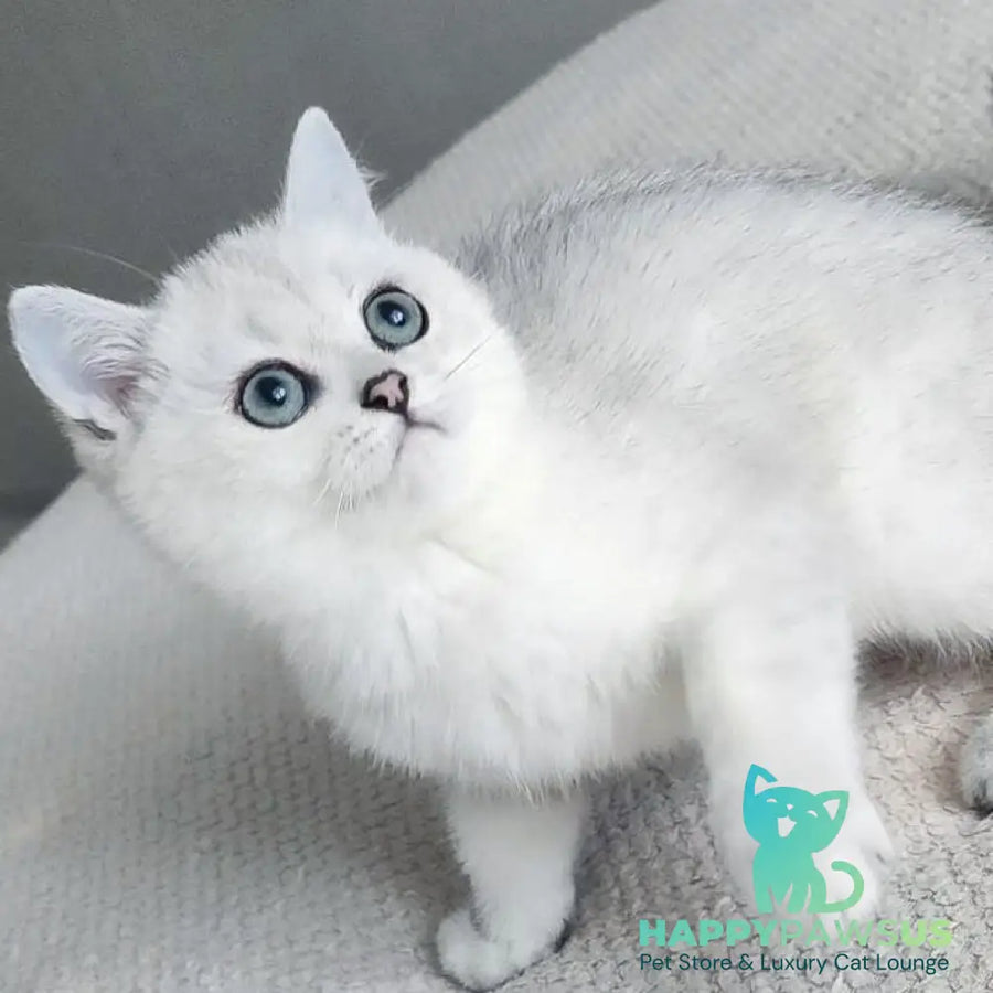 Kardinal British Shorthair male black silver shaded - live animals