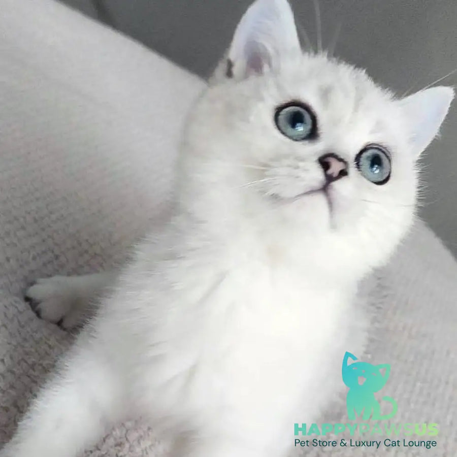 Kardinal British Shorthair male black silver shaded - live animals