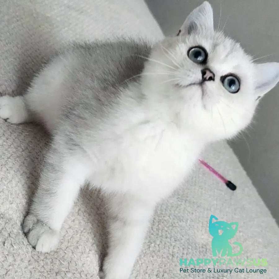 Kardinal British Shorthair male black silver shaded - live animals