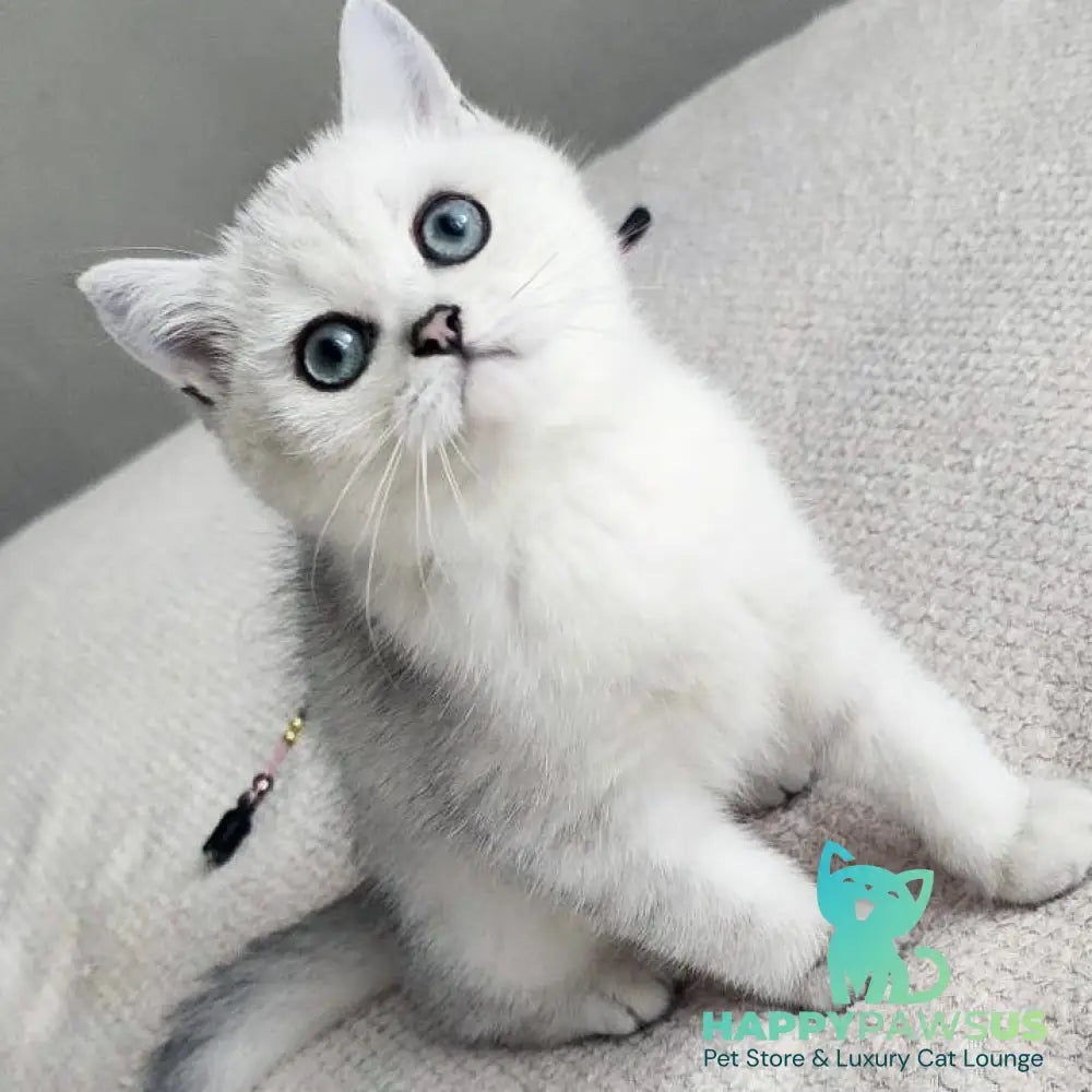 Kardinal British Shorthair male black silver shaded - live animals