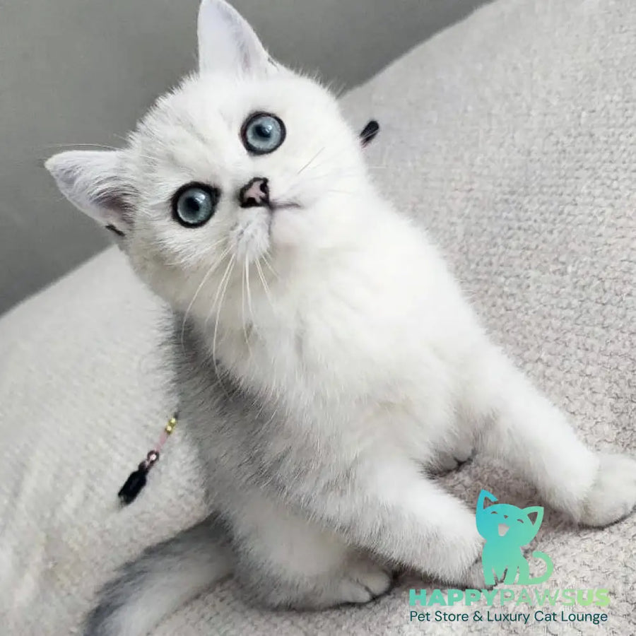 Kardinal British Shorthair male black silver shaded - live animals