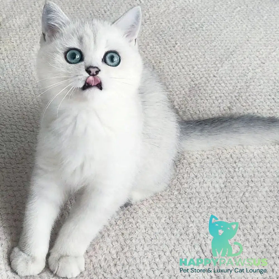 Kardinal British Shorthair male black silver shaded - live animals
