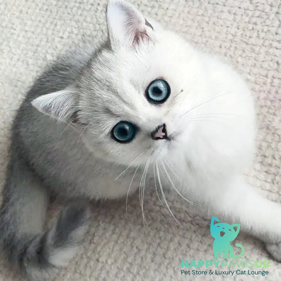 Kardinal British Shorthair male black silver shaded - live animals