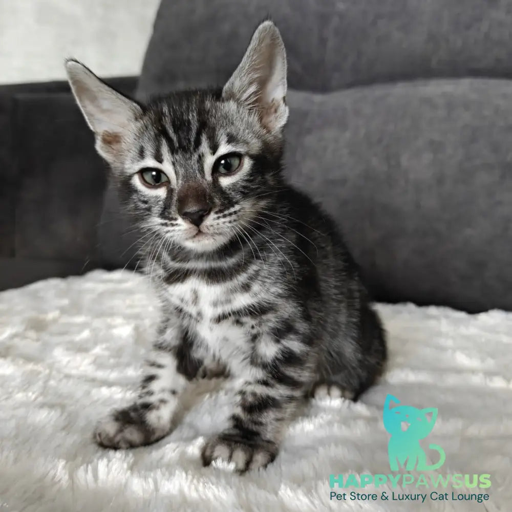 Kareem Bengal male black amber silver spotted tabby - live animals