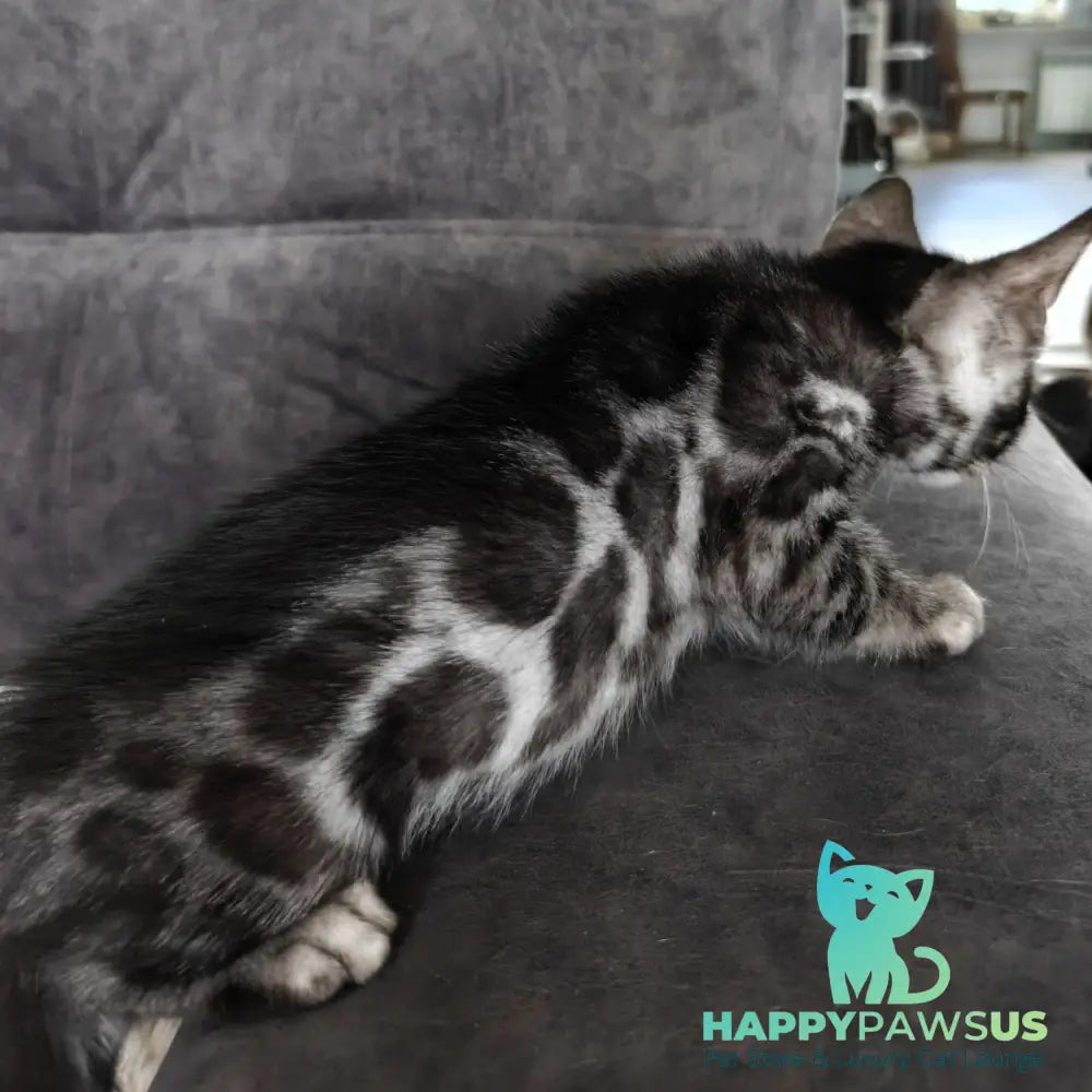 Kareem Bengal male black amber silver spotted tabby - live animals