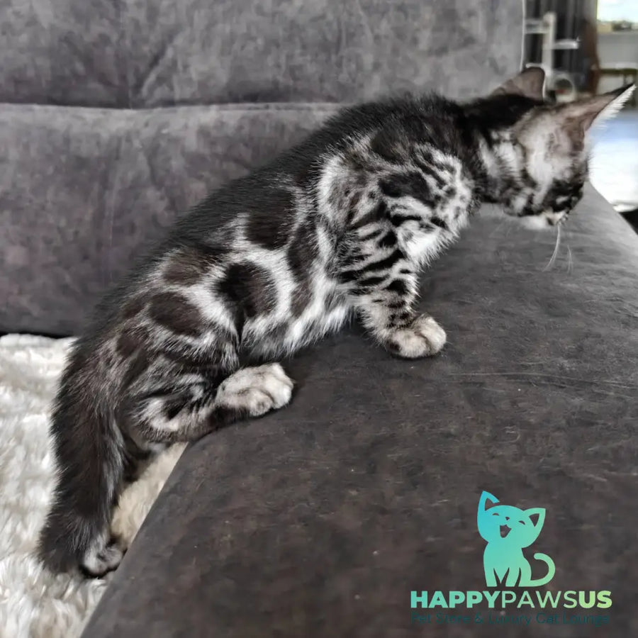 Kareem Bengal male black amber silver spotted tabby - live animals