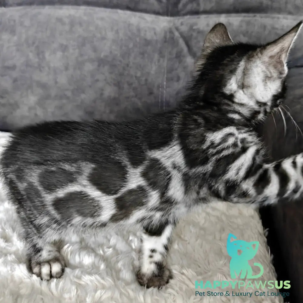 Kareem Bengal male black amber silver spotted tabby - live animals