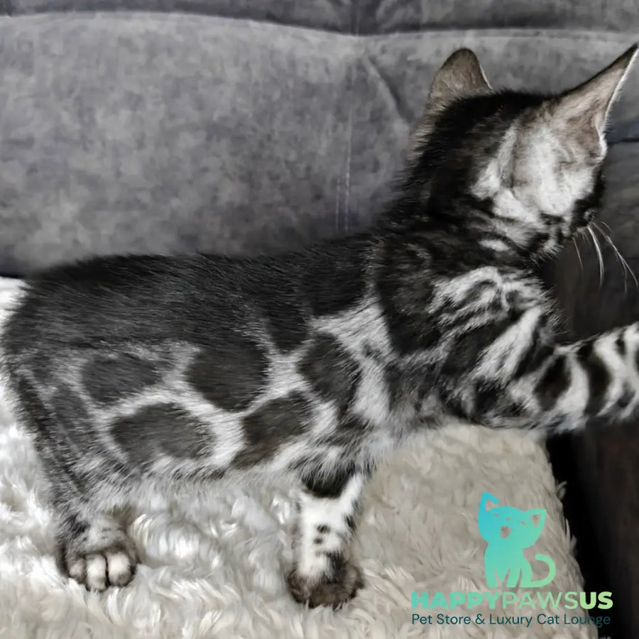 Kareem Bengal male black amber silver spotted tabby - live animals