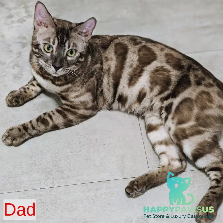 Kareem Bengal male black amber silver spotted tabby - live animals