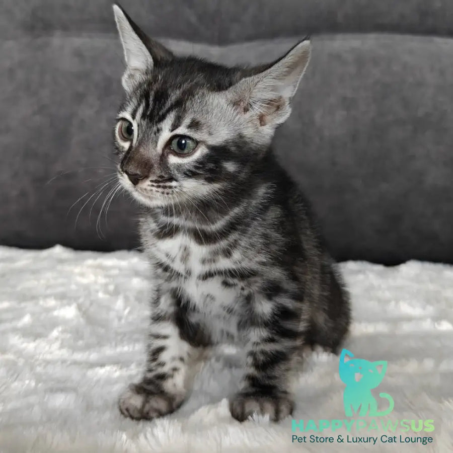Kareem Bengal male black amber silver spotted tabby - live animals