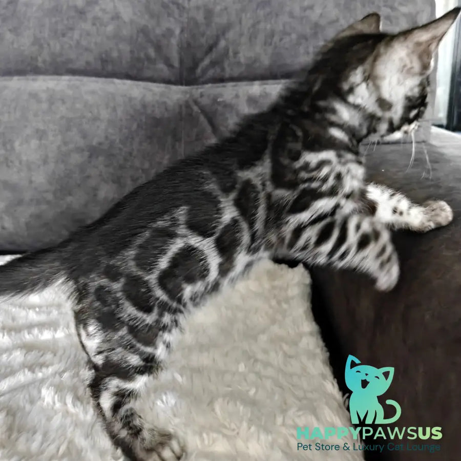 Kareem Bengal male black amber silver spotted tabby - live animals