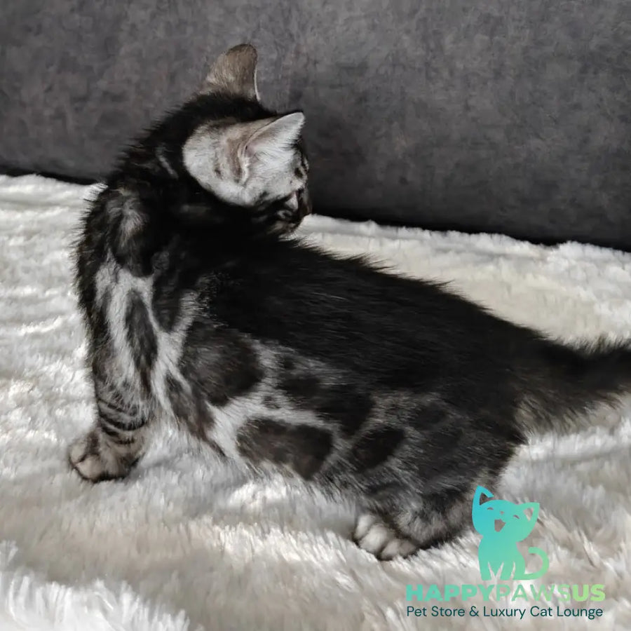 Kareem Bengal male black amber silver spotted tabby - live animals