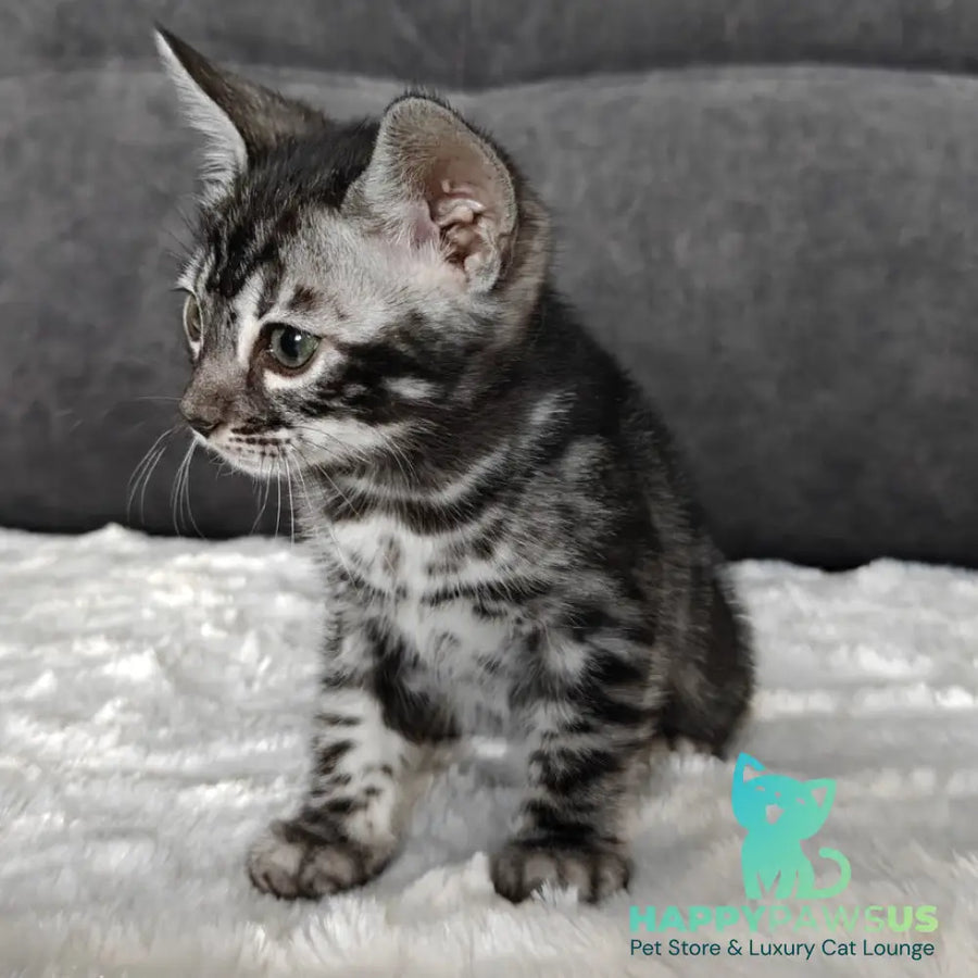 Kareem Bengal male black amber silver spotted tabby - live animals