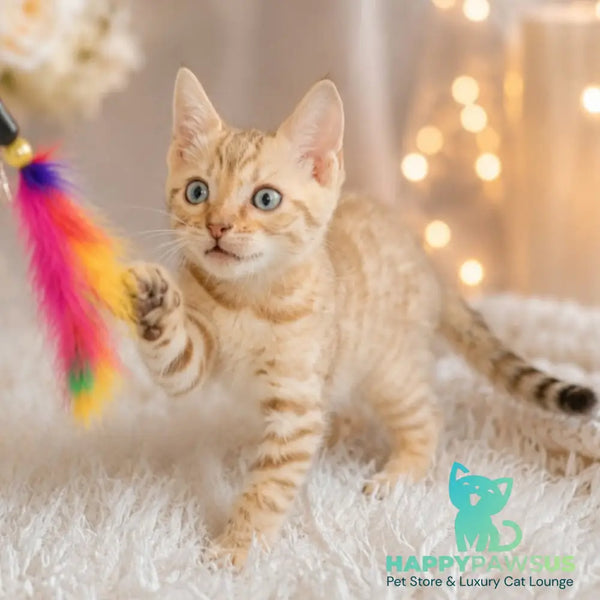 Karen Bengal female black spotted tabby pointed - live animals