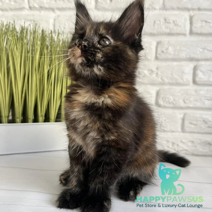 Karen Maine Coon female black tortie - live animals