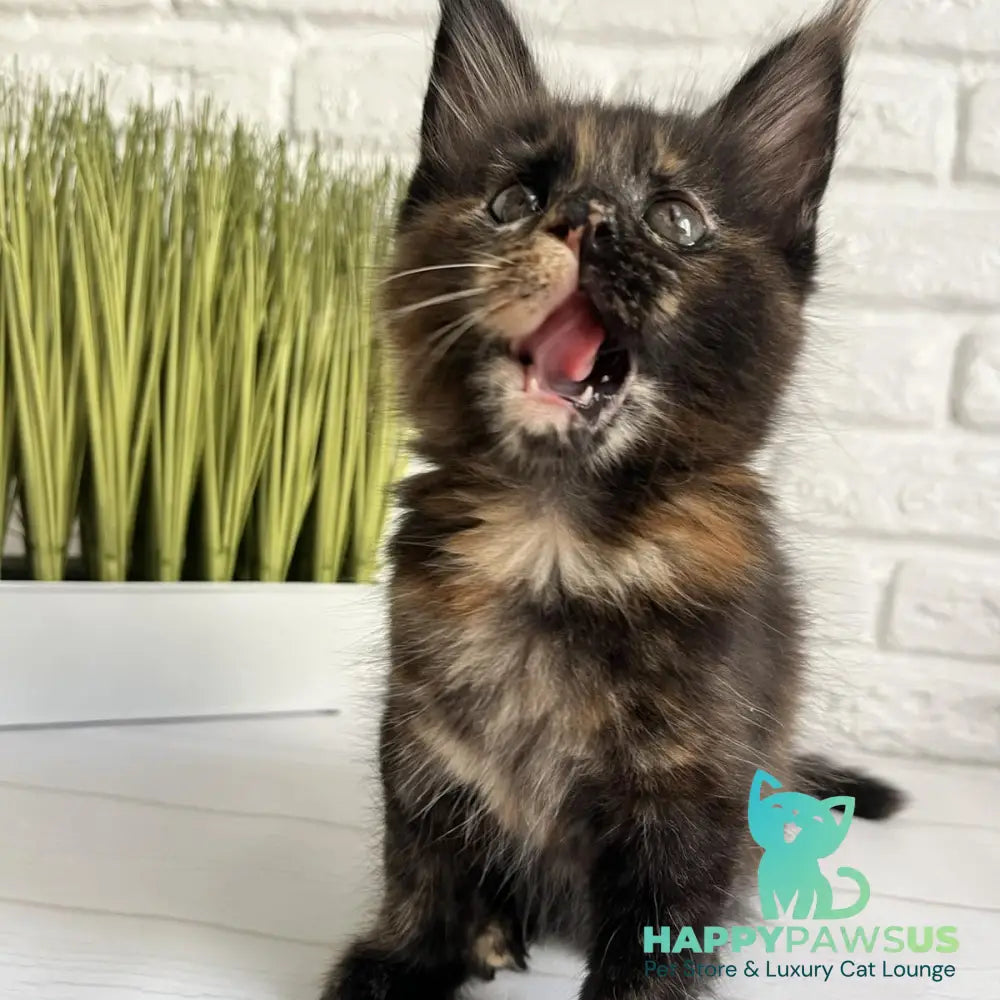 Karen Maine Coon female black tortie - live animals