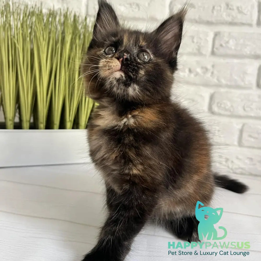 Karen Maine Coon female black tortie - live animals