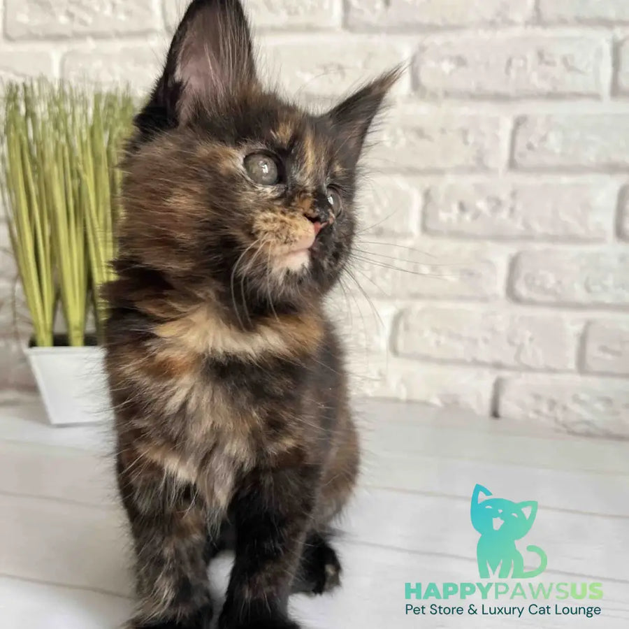Karen Maine Coon female black tortie - live animals