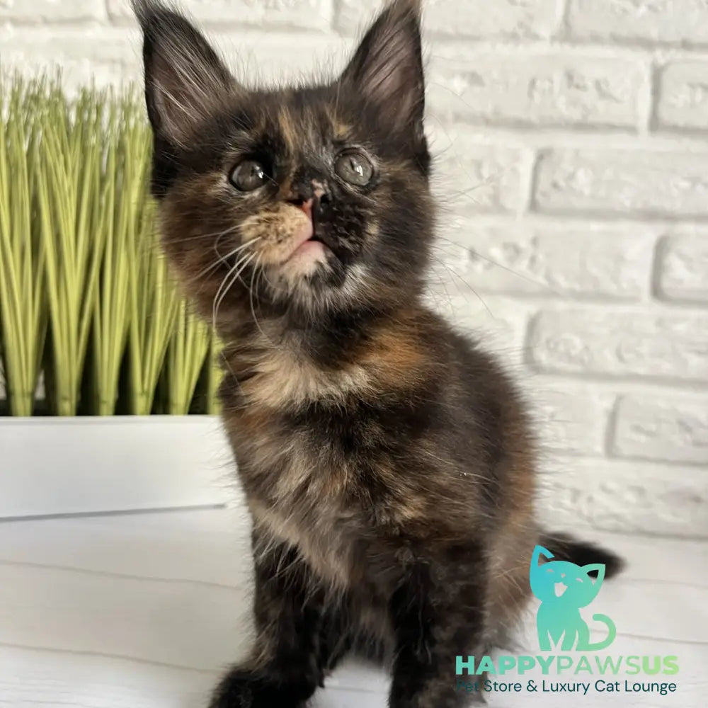 Karen Maine Coon female black tortie - live animals