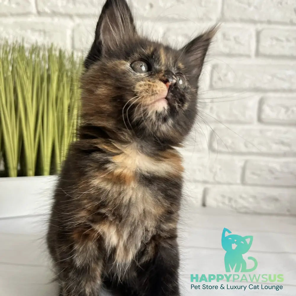 Karen Maine Coon female black tortie - live animals