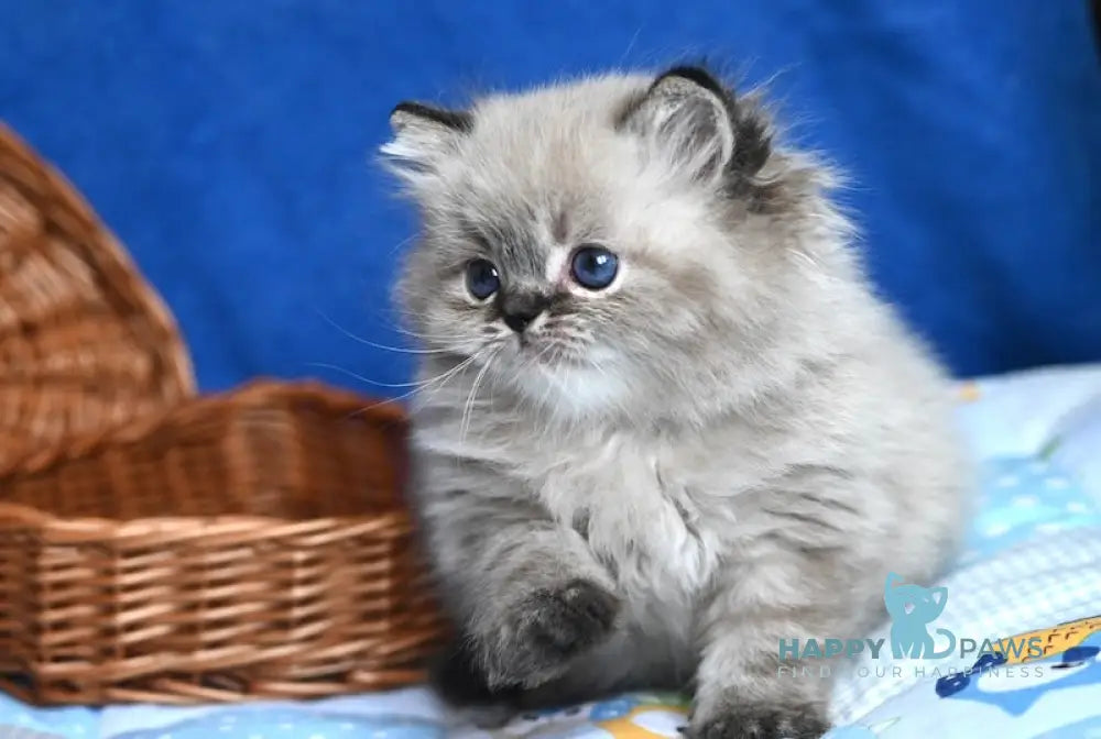 Karim Persian male seal tabby pointed live animals