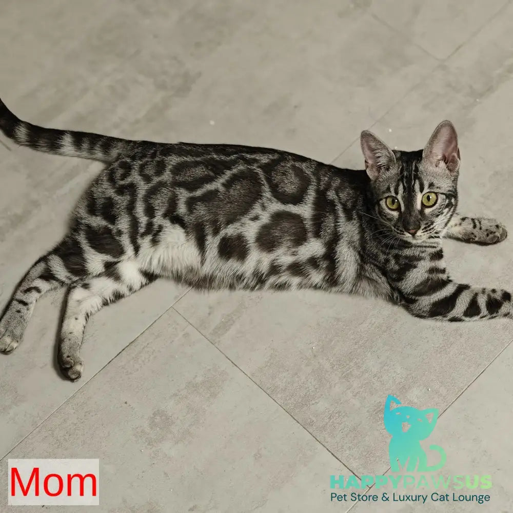 Karina Bengal female black amber spotted tabby pointed - live animals