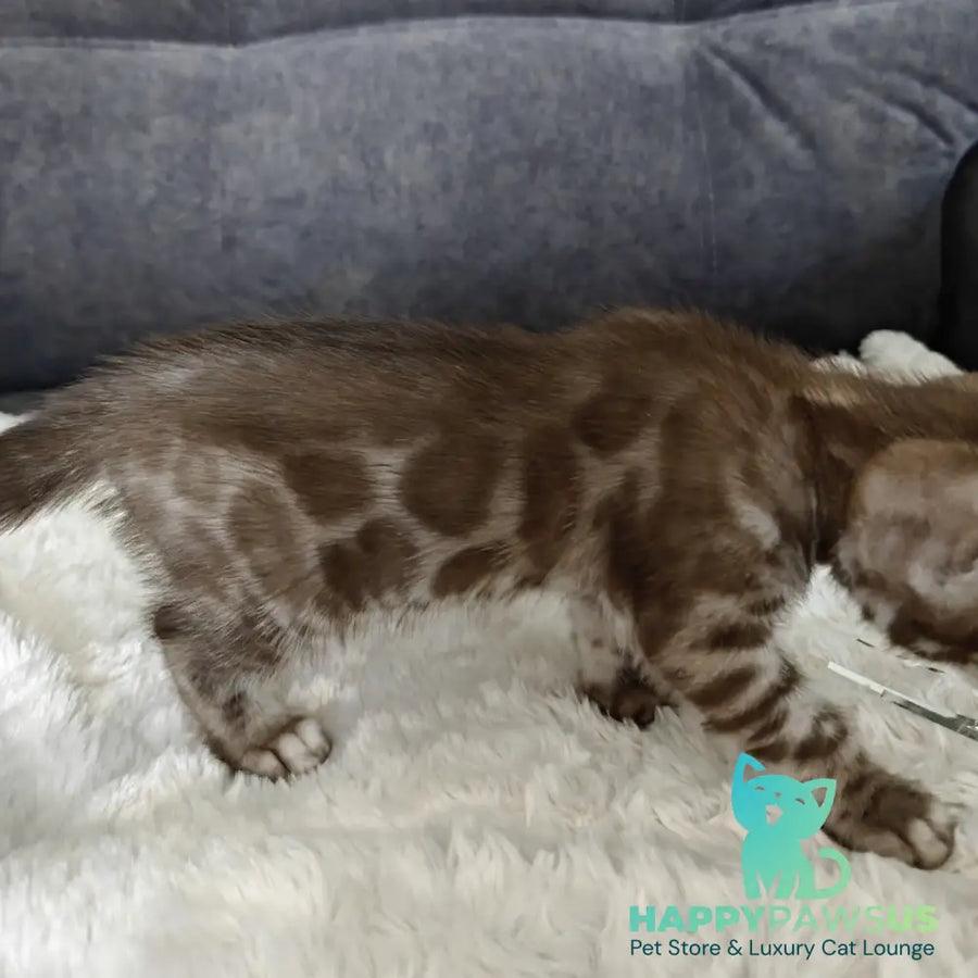Karina Bengal female black amber spotted tabby pointed - live animals