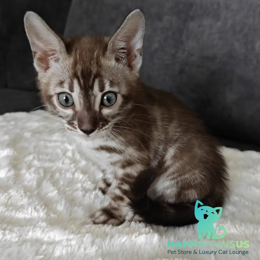 Karina Bengal female black amber spotted tabby pointed - live animals
