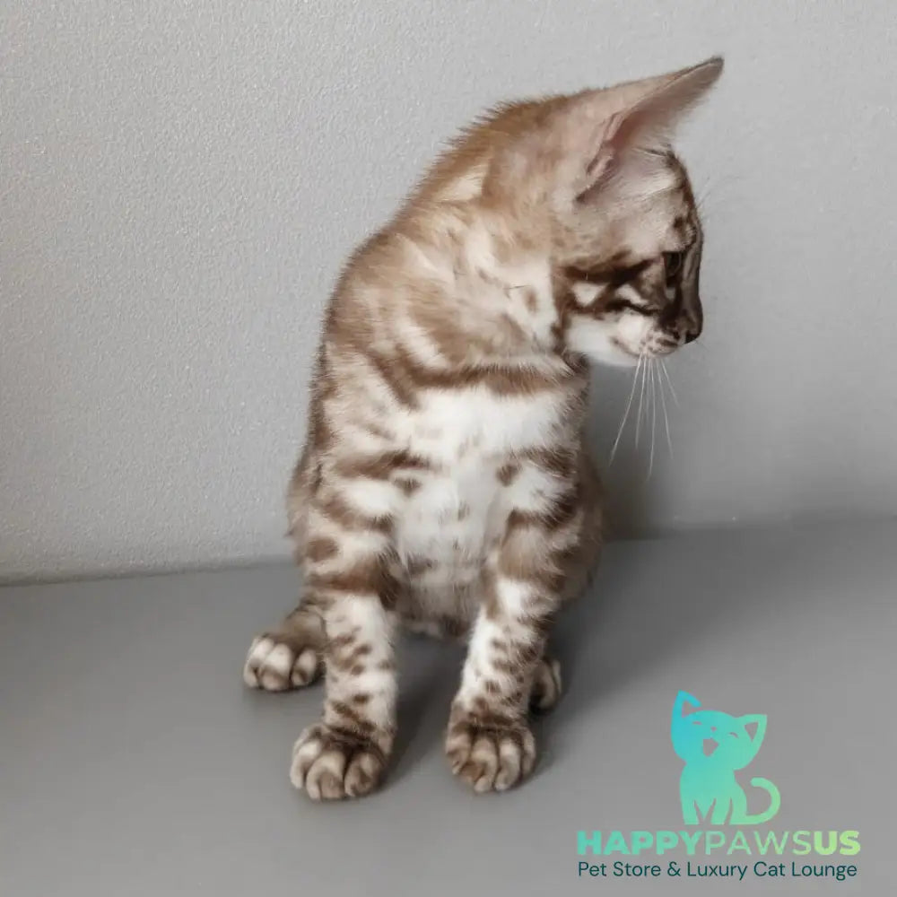 Karina Bengal female black amber spotted tabby pointed - live animals