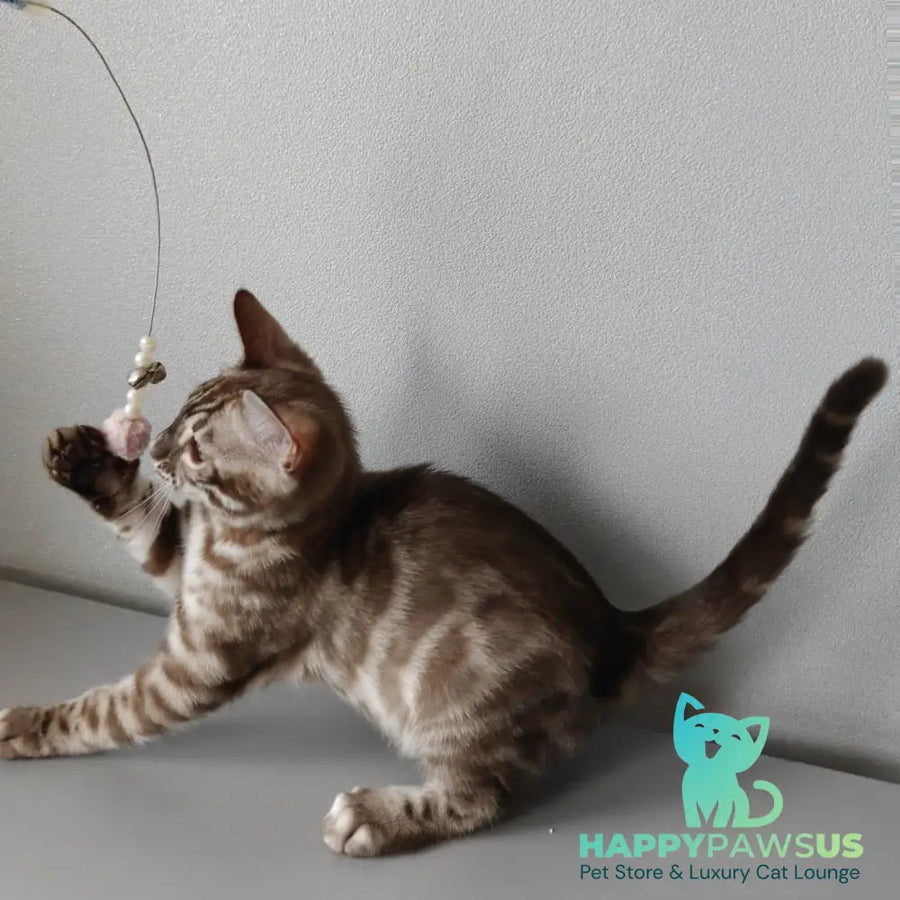 Karina Bengal female black amber spotted tabby pointed - live animals