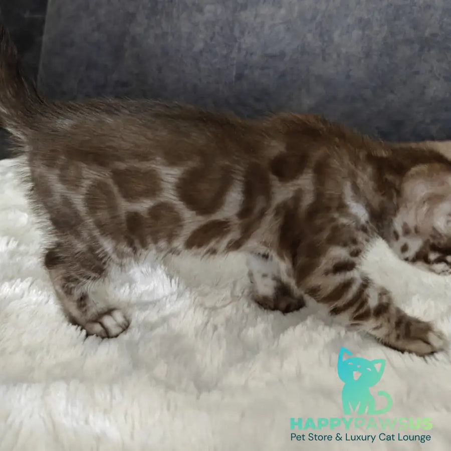 Karina Bengal female black amber spotted tabby pointed - live animals