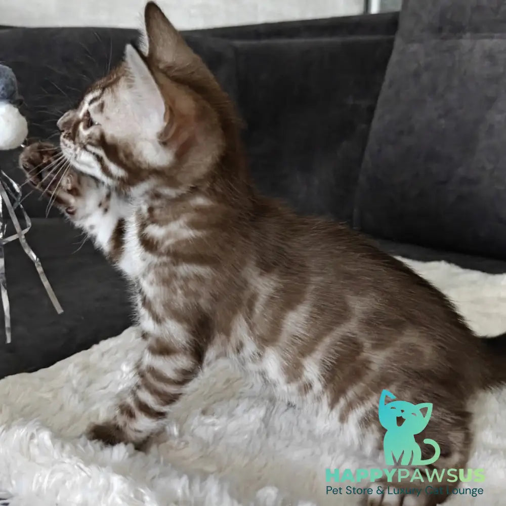 Karina Bengal female black amber spotted tabby pointed - live animals