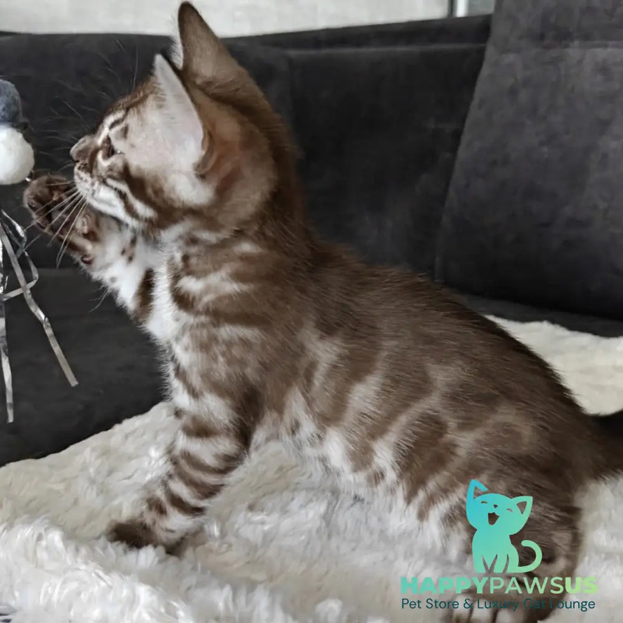Karina Bengal female black amber spotted tabby pointed - live animals