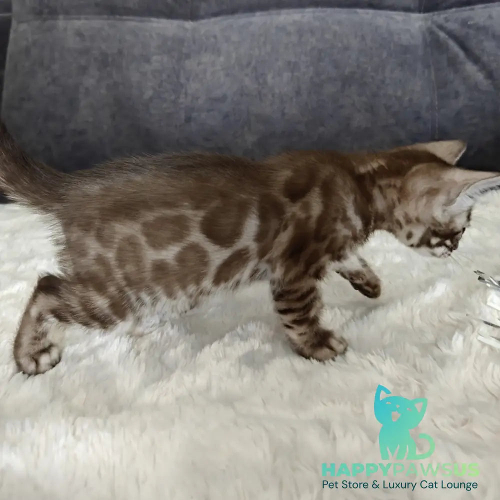Karina Bengal female black amber spotted tabby pointed - live animals