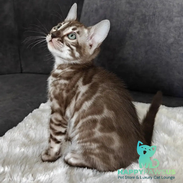 Karina Bengal female black amber spotted tabby pointed - live animals